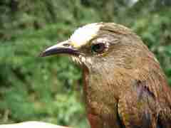 Apolinar's Wren